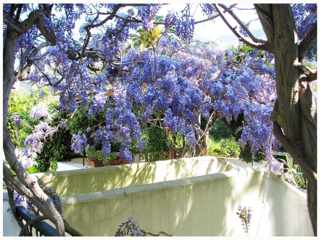 B&B La Salamandra Kitchengarden Forio di Ischia Екстериор снимка