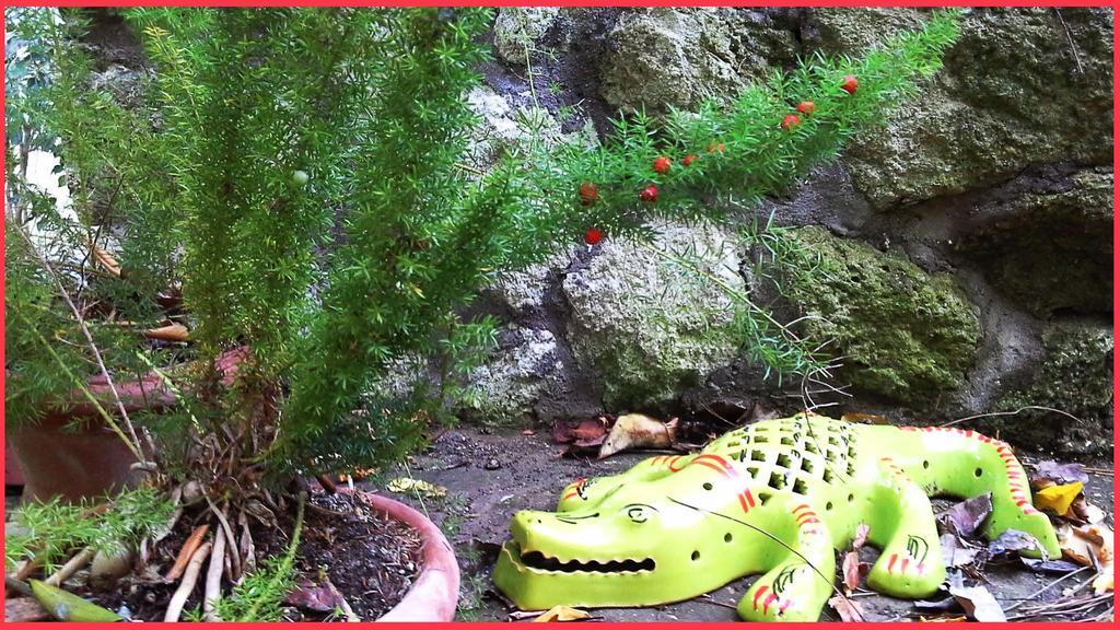 B&B La Salamandra Kitchengarden Forio di Ischia Екстериор снимка