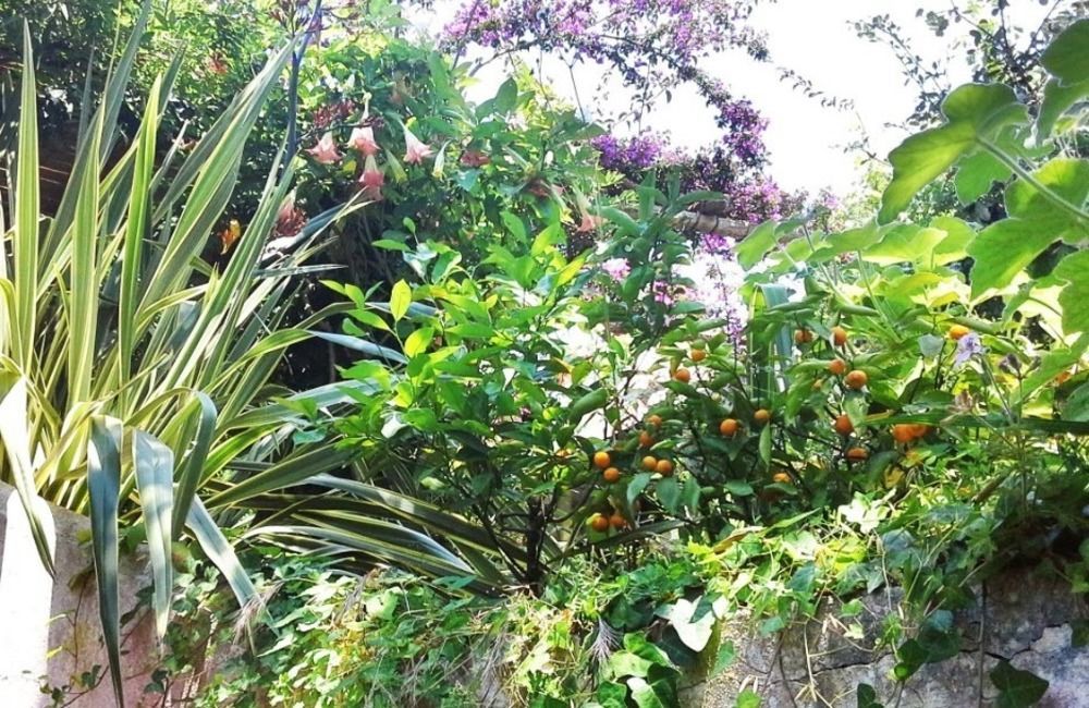 B&B La Salamandra Kitchengarden Forio di Ischia Екстериор снимка